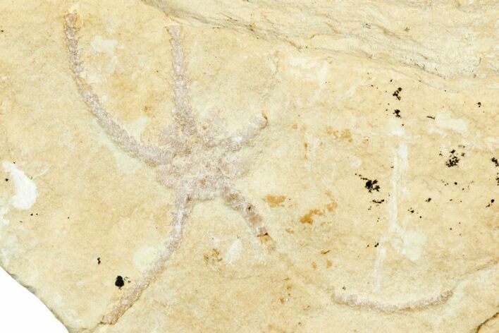 Jurassic Brittle Star Fossil - Solnhofen #244331